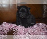 Small Photo #5 Pomeranian Puppy For Sale in GRAYSON, LA, USA