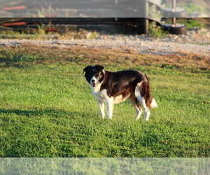 Mother of the Border Collie puppies born on 07/20/2025