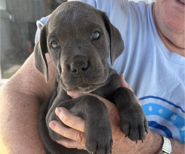Medium Photo #3 Cane Corso Puppy For Sale in STUART, IA, USA