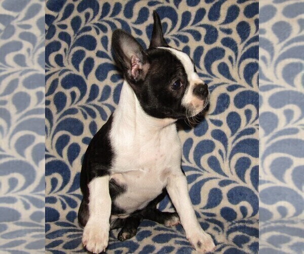 Medium Photo #2 Boston Terrier Puppy For Sale in SPENCERVILLE, IN, USA