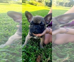 French Bulldog Puppy for sale in TAMPA, FL, USA