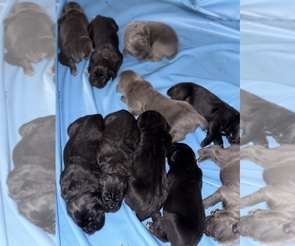 Medium Photo #17 Cane Corso Puppy For Sale in ANDERSON, IN, USA
