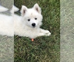 Small Photo #15 Miniature American Eskimo Puppy For Sale in OREGON CITY, OR, USA