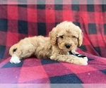 Small #3 Cavapoo (Miniature)
