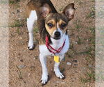 Small Rat Terrier