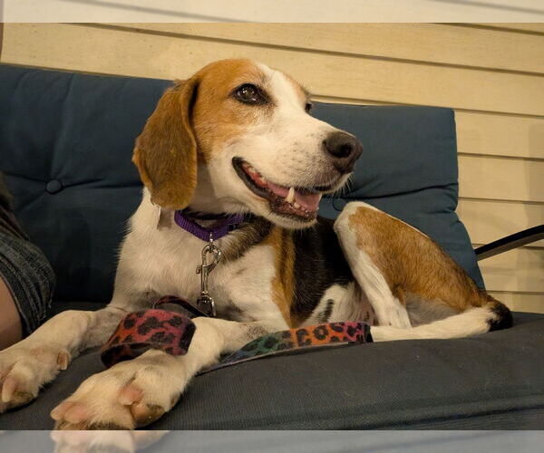 Medium Photo #3 Treeing Walker Coonhound-Unknown Mix Puppy For Sale in Boston, MA, USA