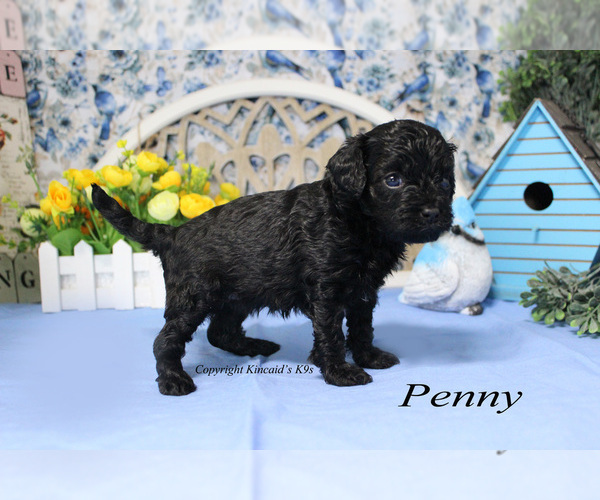 Medium Photo #8 Cavapoo Puppy For Sale in CHANUTE, KS, USA