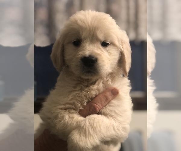 Medium Photo #3 Golden Retriever Puppy For Sale in CAMARILLO, CA, USA