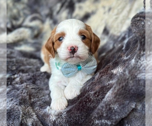 Medium Photo #1 Cavapoo Puppy For Sale in CAMPBELLSVILLE, KY, USA