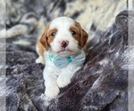 Small Photo #1 Cavapoo Puppy For Sale in CAMPBELLSVILLE, KY, USA