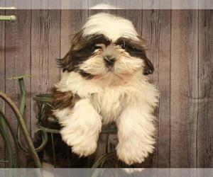 Shih Tzu Puppy for sale in SHAWNEE, OK, USA