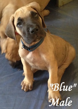 Medium Photo #1 Great Dane Puppy For Sale in ENID, OK, USA