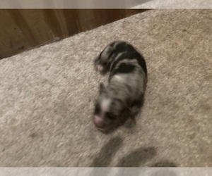 Miniature Australian Shepherd Puppy for sale in BROOKSVILLE, FL, USA