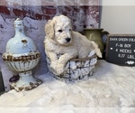 Small Photo #12 Saint Berdoodle Puppy For Sale in QUEEN CREEK, AZ, USA