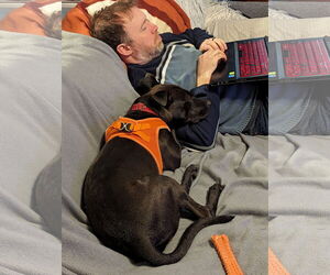 Buddy - Male Mutt Dog for Adoption - Photo #14