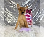 Hannah - Female Rat-Cha Puppy for Sale - Photo #3
