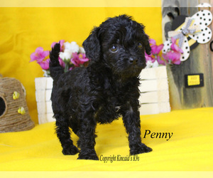 Cavapoo Puppy for sale in CHANUTE, KS, USA