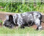 Small Photo #4 French Bulldog Puppy For Sale in SALEM, OR, USA