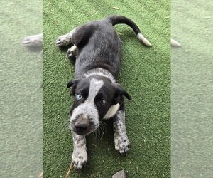 Basset Hound-Bluetick Coonhound Mix Puppy for sale in MESA, AZ, USA