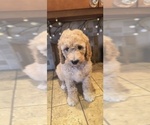Puppy Peace Goldendoodle