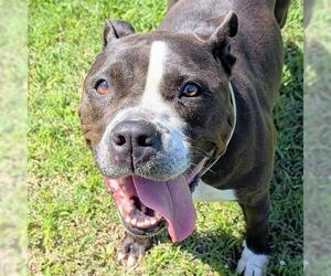 Mutt Dogs for adoption in Houston, TX, USA