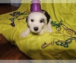Small Photo #2 Sheepadoodle Puppy For Sale in THORNDALE, TX, USA