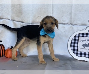 Pookimo Puppy for sale in LANCASTER, PA, USA