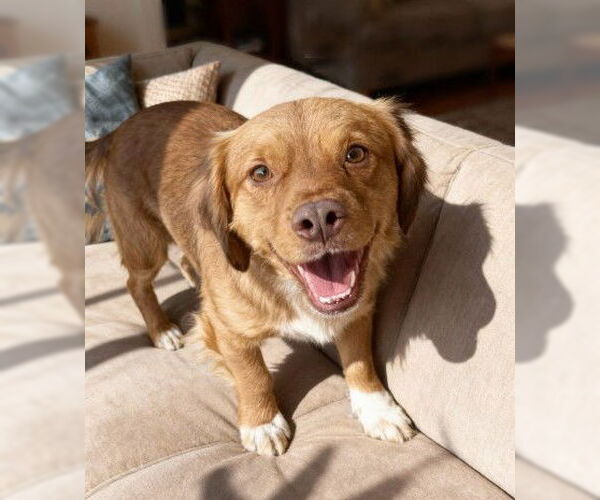 Medium Photo #2 Pug-Unknown Mix Puppy For Sale in Genesee, WI, USA