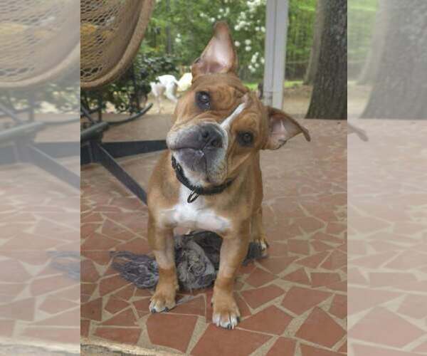 Medium Photo #2 American Pit Bull Terrier-Bulldog Mix Puppy For Sale in Raleigh, NC, USA