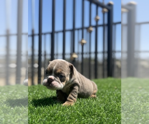 Medium Photo #18 English Bulldog Puppy For Sale in VIRGINIA BEACH, VA, USA