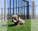 Small #17 English Bulldog