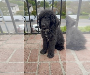 Poodle (Standard) Puppy for Sale in SHERMAN OAKS, California USA