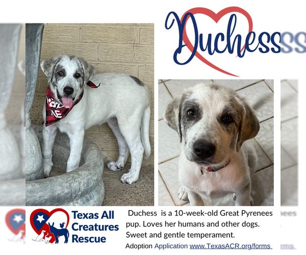 Medium Photo #1  Puppy For Sale in , 