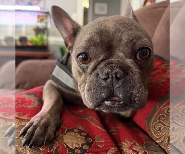 Medium Photo #1 French Bulldog Puppy For Sale in Spring Lake, NC, USA