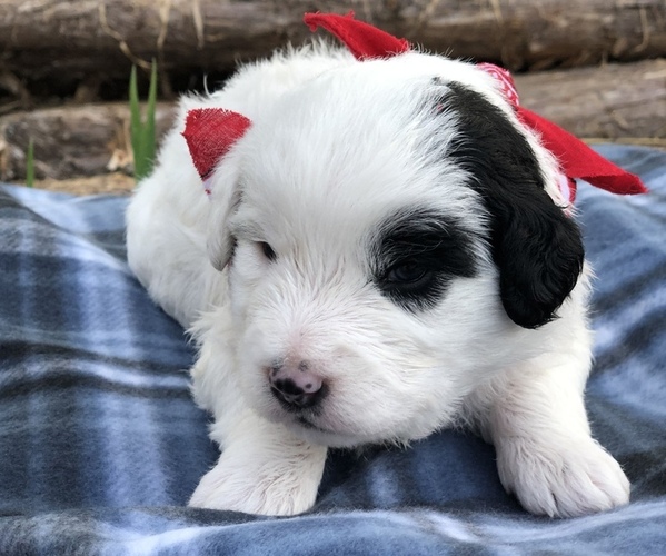 Full screen Photo #7 Poodle (Toy)-Texas Heeler Mix Puppy For Sale in MARQUAND, MO, USA