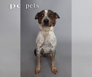 Catahoula Leopard Dog-Unknown Mix Dogs for adoption in Foristell, MO, USA