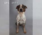 Small Catahoula Leopard Dog Mix