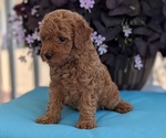Small Photo #18 Poodle (Toy) Puppy For Sale in GOSHEN, IN, USA