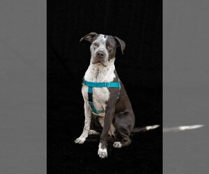 Cosma - Female Pointer-Unknown Mix Dog for Adoption - Photo #12