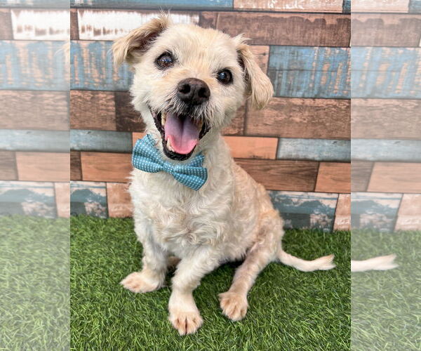 Medium Photo #2 Maltese-Unknown Mix Puppy For Sale in Corona, CA, USA