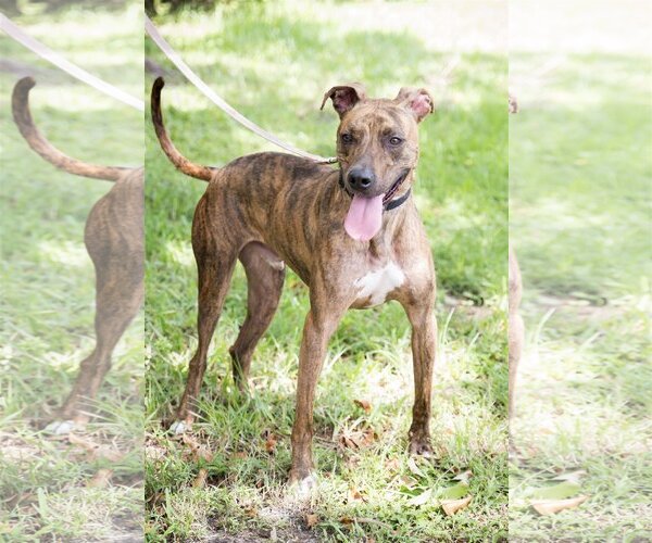 Medium Photo #1 Mutt Puppy For Sale in Royal Palm Beach, FL, USA