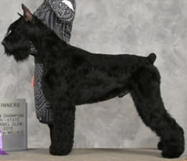 Medium Photo #1 Schnauzer (Giant) Puppy For Sale in ARCHIE, MO, USA