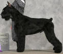 Small Photo #1 Schnauzer (Giant) Puppy For Sale in ARCHIE, MO, USA