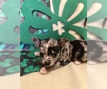 Small Photo #4 Chihuahua Puppy For Sale in NEWVILLE, PA, USA