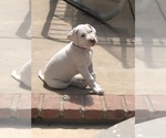 Small Dogo Argentino