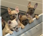 Small Photo #11 French Bulldog Puppy For Sale in UNDERWOOD, IA, USA
