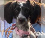 Small Shih Tzu Mix