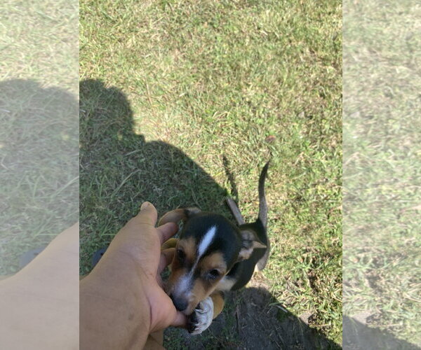 Medium Photo #2 Jack Russell Terrier Puppy For Sale in Sanford, FL, USA