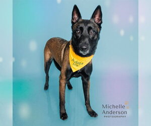 Mutt Dogs for adoption in Corona, CA, USA