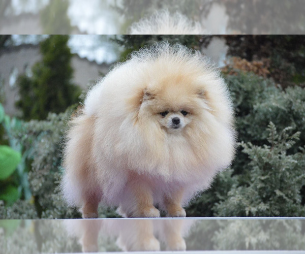 Medium Photo #1 Pomeranian Puppy For Sale in SUNNY ISL BCH, FL, USA